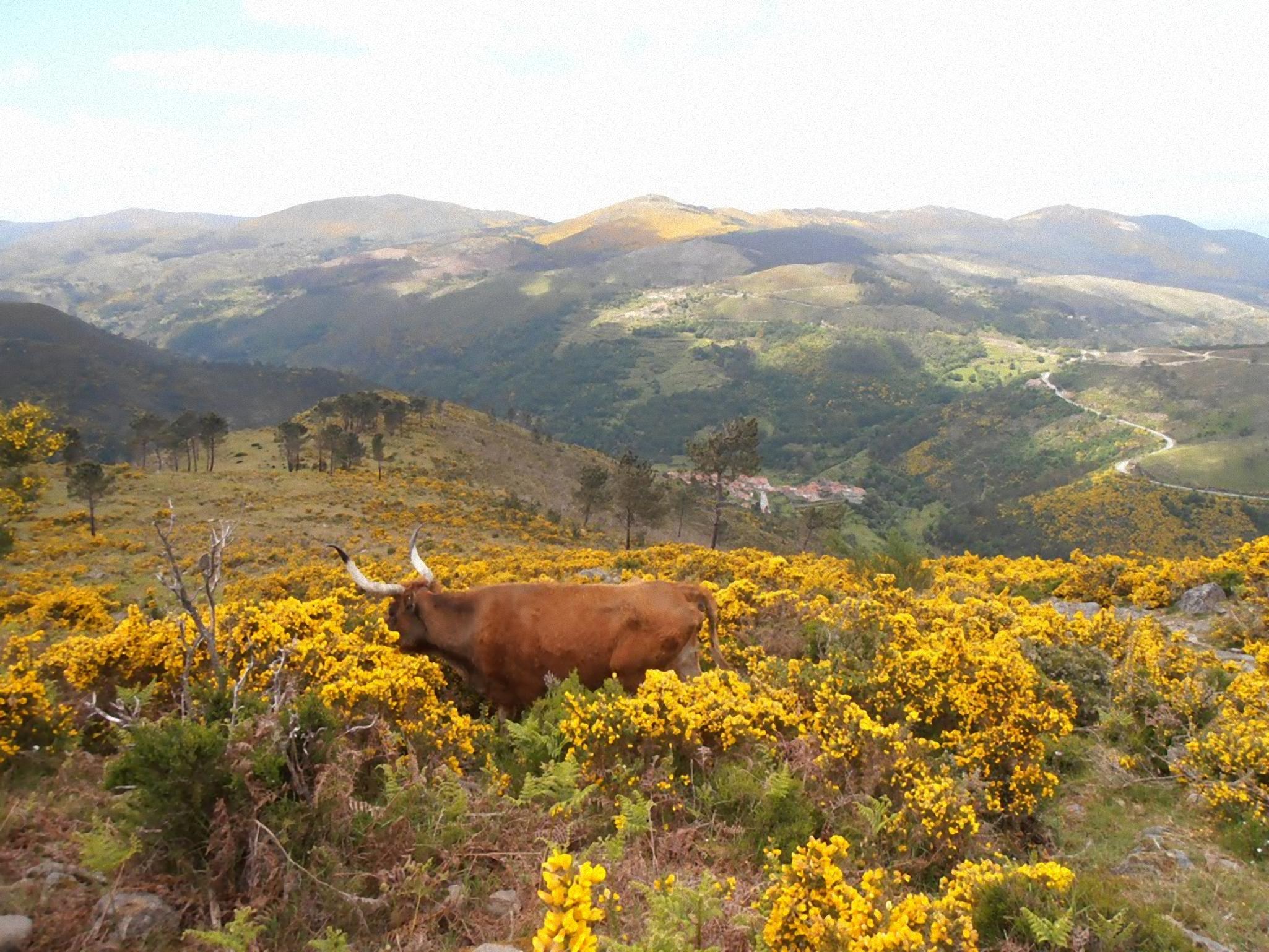 Casa da Avó Gerês Sistelo