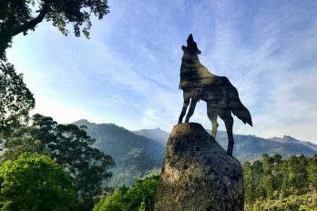 Lobo de Fafião